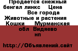 Продается снежный бенгал(линкс) › Цена ­ 25 000 - Все города Животные и растения » Кошки   . Мурманская обл.,Видяево нп